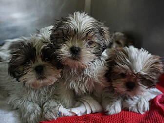 Puppy Farm Expose 